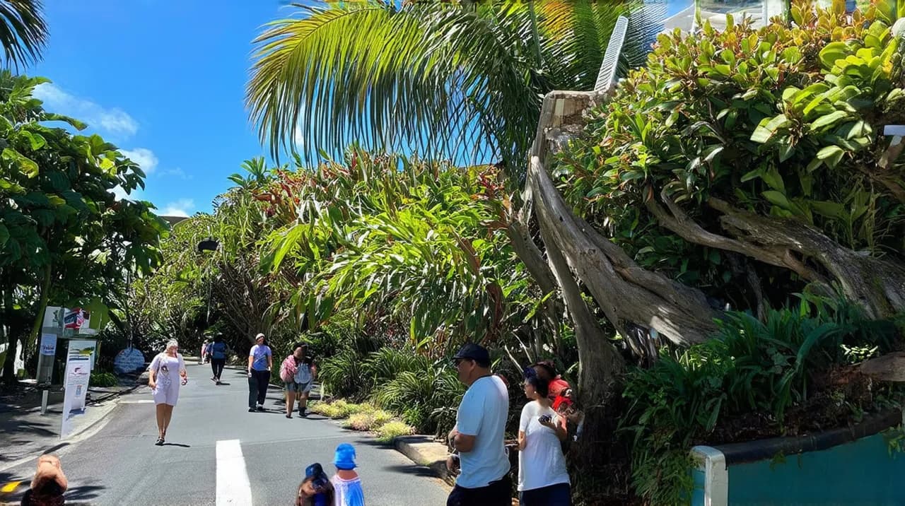 Free Guided Walking Tours Hilo: Explore the Beauty of Hawaii