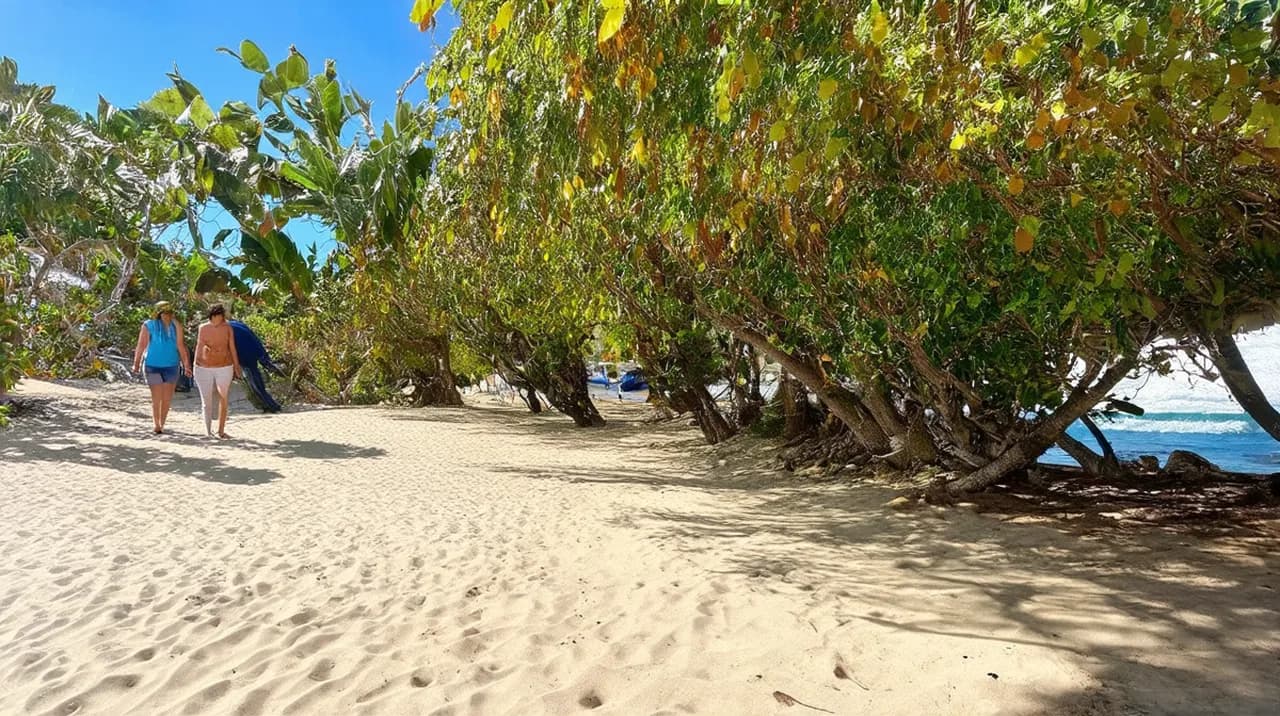 Free Guided Walking Tours Praia da Pipa