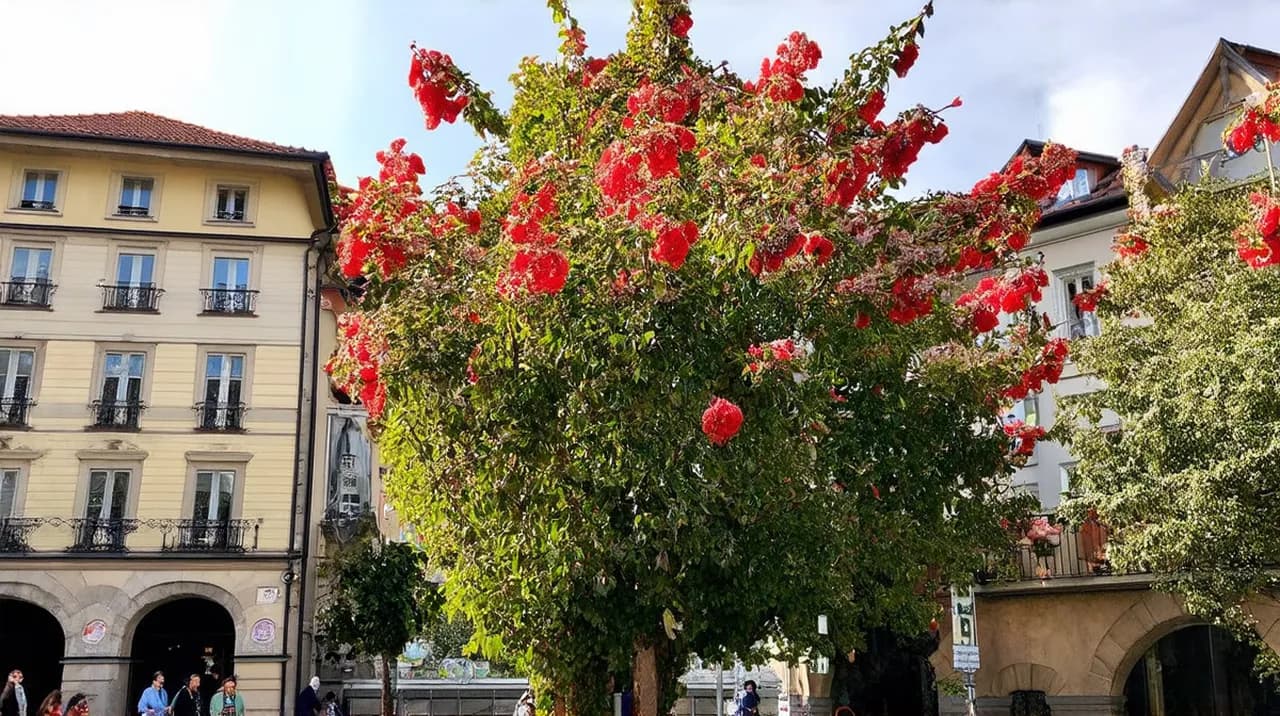 Free Historical Walking Tours Lausanne: Experience the City