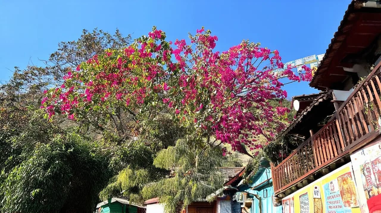 Free Historical Walking Tours Mcleod Ganj: Discover Tibetan Culture