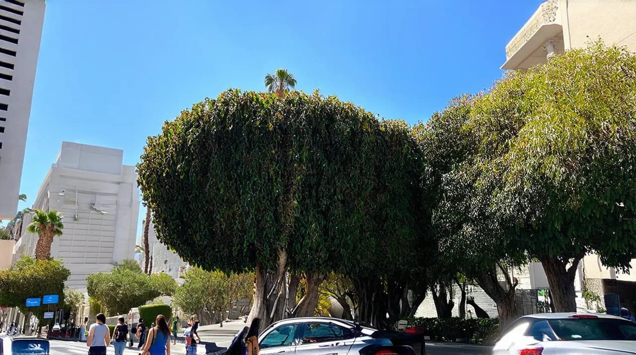 Free Walking Tours Los Angeles: Explore the City on Foot