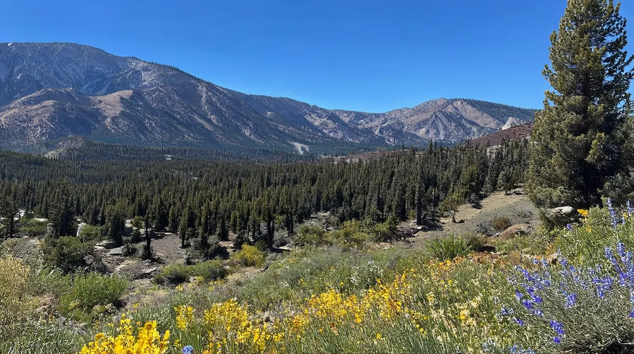 Best Free Walking Tours Mammoth Lakes: Discover Nature